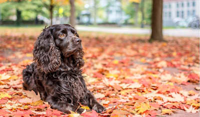 Boykin Spaniel Breed Facts and Information