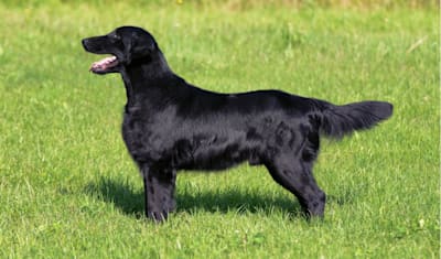 Flat-Coated Retriever Breed Facts and Information