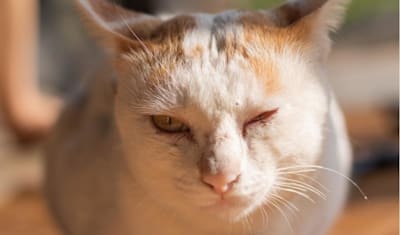 Eyeworms in Cats & Dogs: Symptoms, Diagnosis, and Treatment Guide