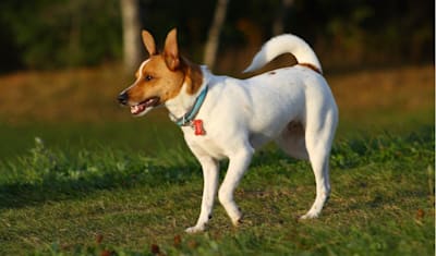 Rat Terrier Breed Facts and Information