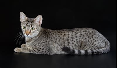 Egyptian Mau Breed Facts and Information
