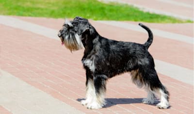 Miniature Schnauzer Comedo Syndrome: Causes, Symptoms & Treatment