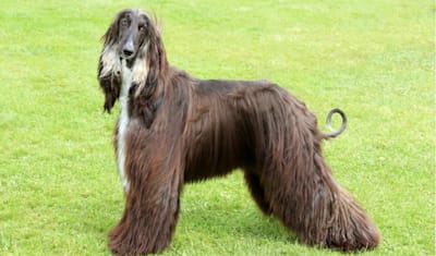Afghan Hound Breed Facts and Information