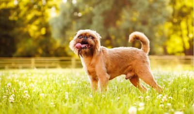 Brussels Griffon Breed Facts and Information