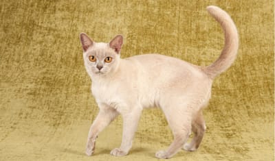 Burmese Breed Facts and Information
