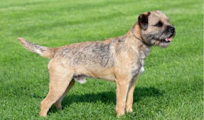 Border Terrier Breed Facts and Information