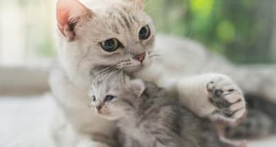 Breeding Your Cat? Spay/Neuter: Essential for Health & Kittens