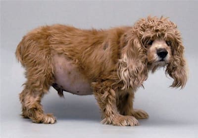 Cushing's Disease in Dogs: Symptoms, Diagnosis, and Treatment Guide