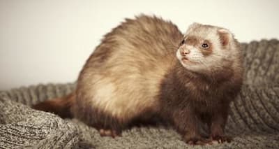 Understanding Ferret Scratching & Licking: Causes, Relief & Prevention