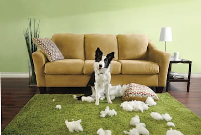 New Dog Owner? Essential Tips from Experienced Pet Parents