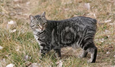 Manx Breed Facts and Information