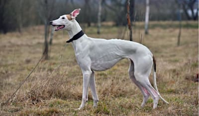Greyhound Breed Facts and Information