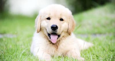Puppy Dandruff: Effective Solutions for Dry, Flaky Puppy Skin
