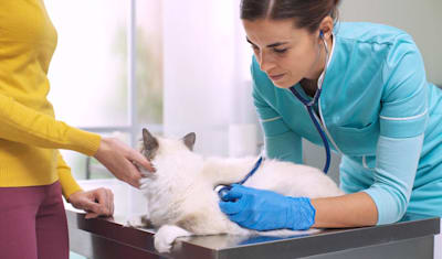 Feline Hypertrophic Cardiomyopathy (HCM): Signs, Diagnosis, Care