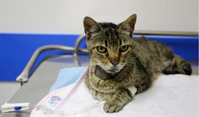 Feline Gastroenteritis: Symptoms, Causes, Diagnosis, & Treatment