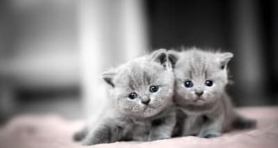 Is Your Kitten a Boy or Girl? Quick Guide to Discover Their Gender