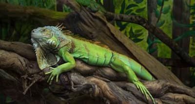 Unlock Your Green Iguana's Behavior: Read Their Body Language