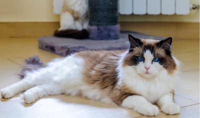 Ragdoll Breed Facts and Information