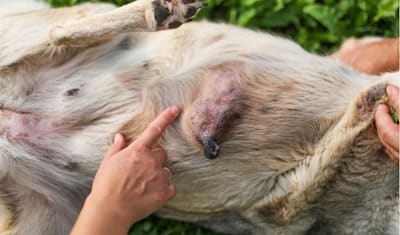 Mammary Cancer in Female Dogs: Symptoms, Treatment & Prevention