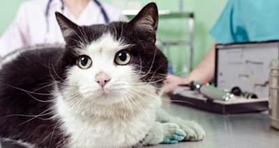 Don't Miss Cat Diabetes: 5 Early Signs Every Pet Parent Must Know