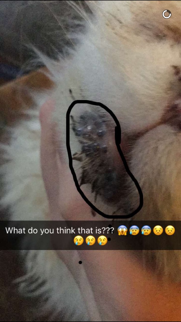 Question details sensitive content