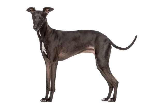 Petco Pet Education Center