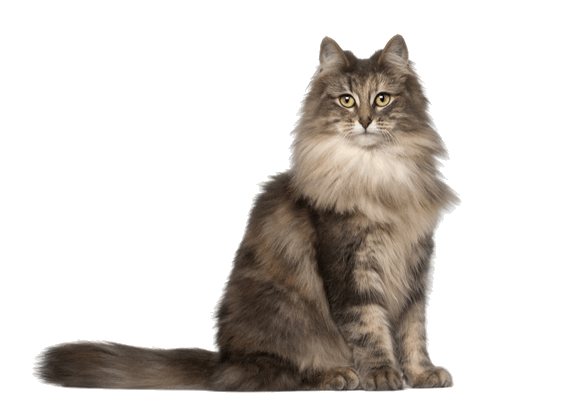 Petco Pet Education Center