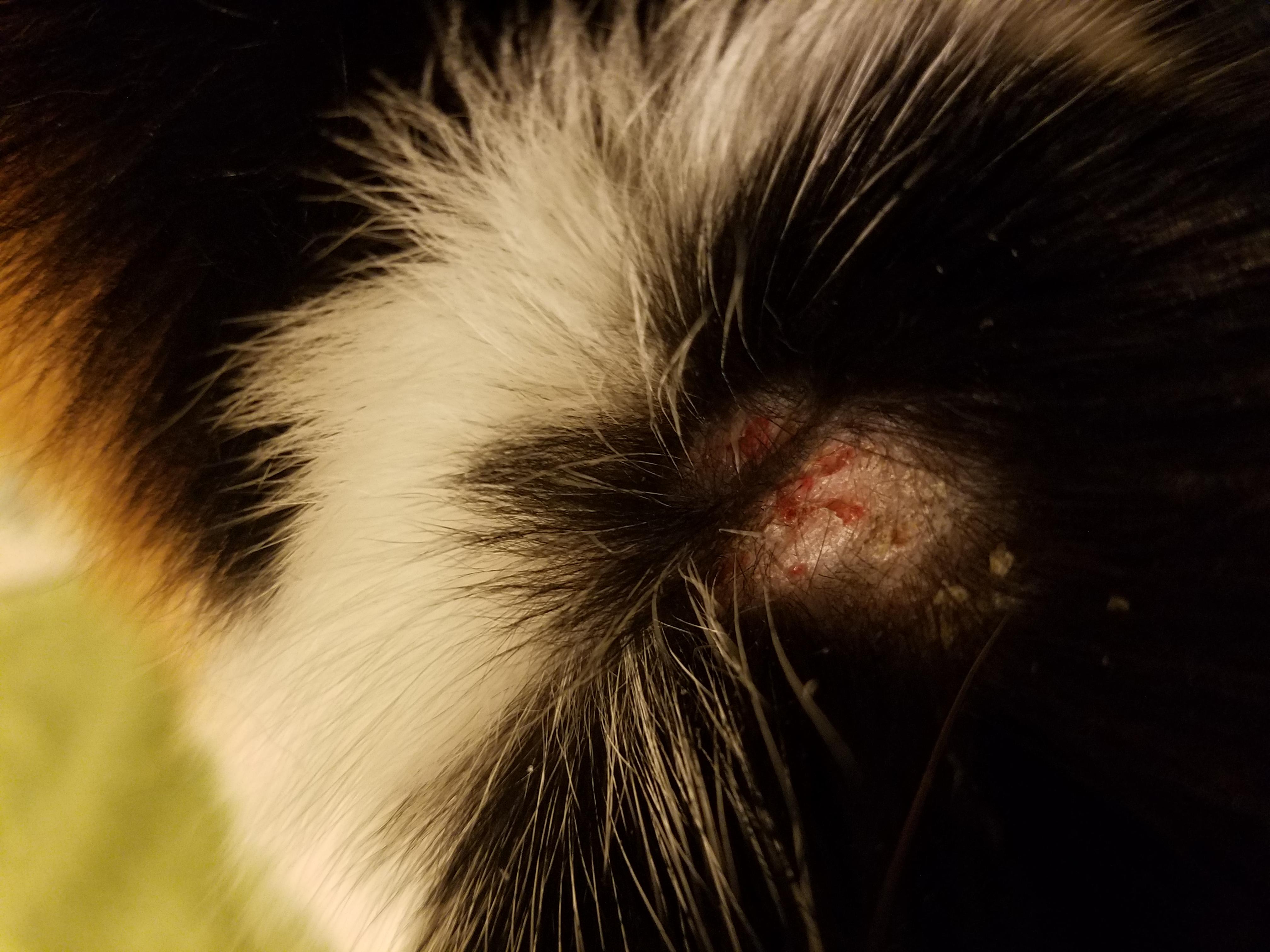 Question details sensitive content