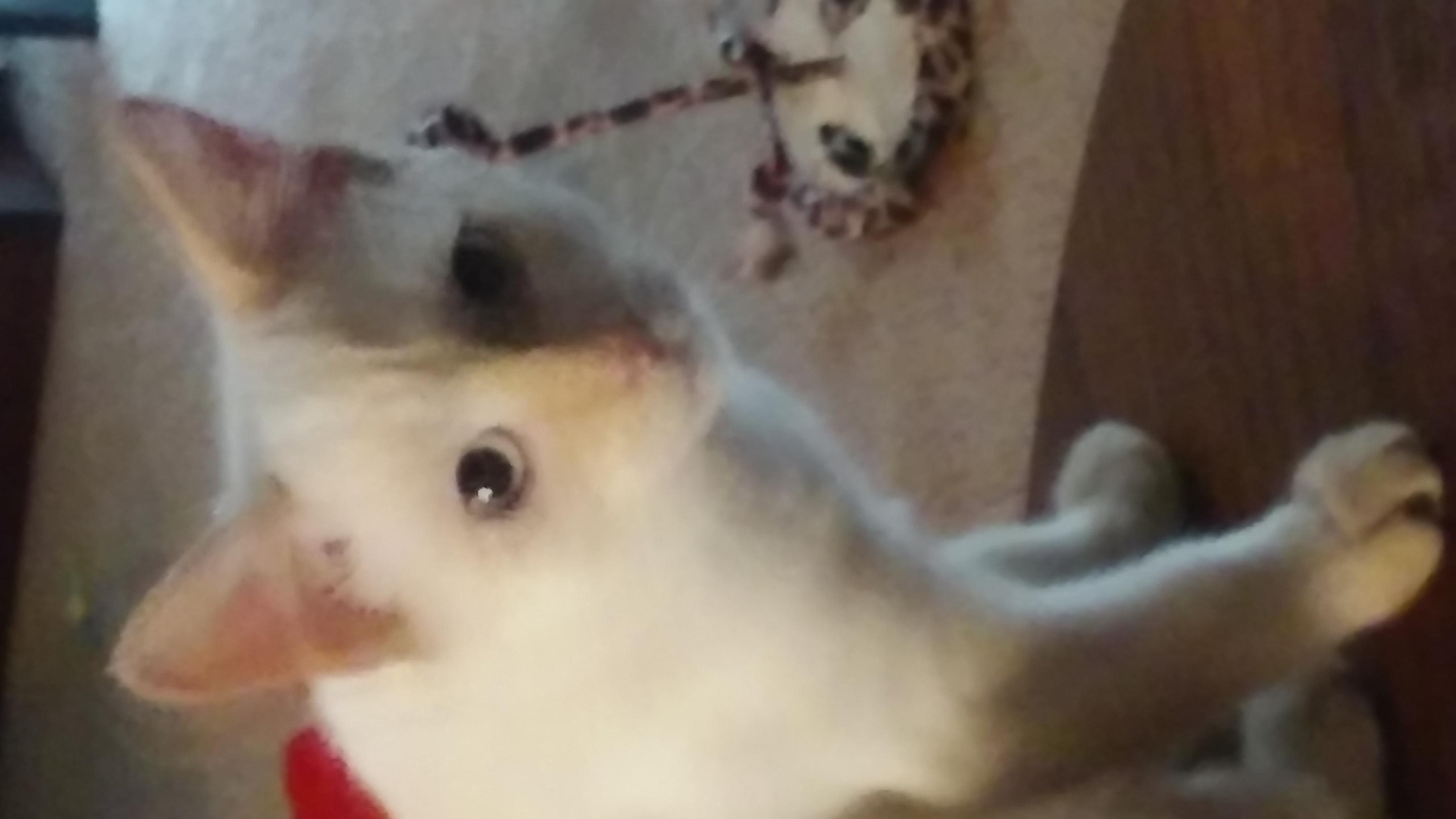 Question details sensitive content