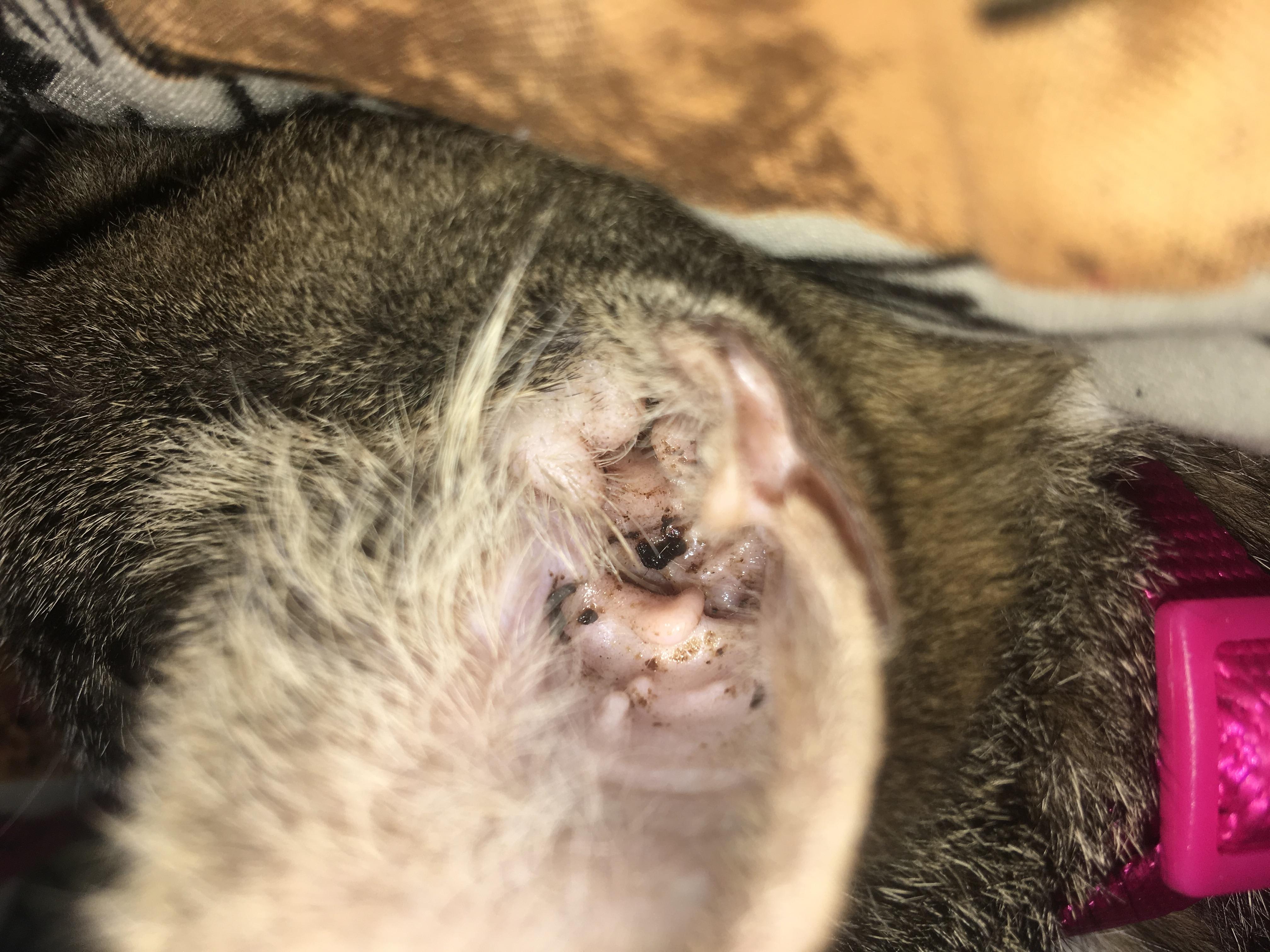 Question details sensitive content