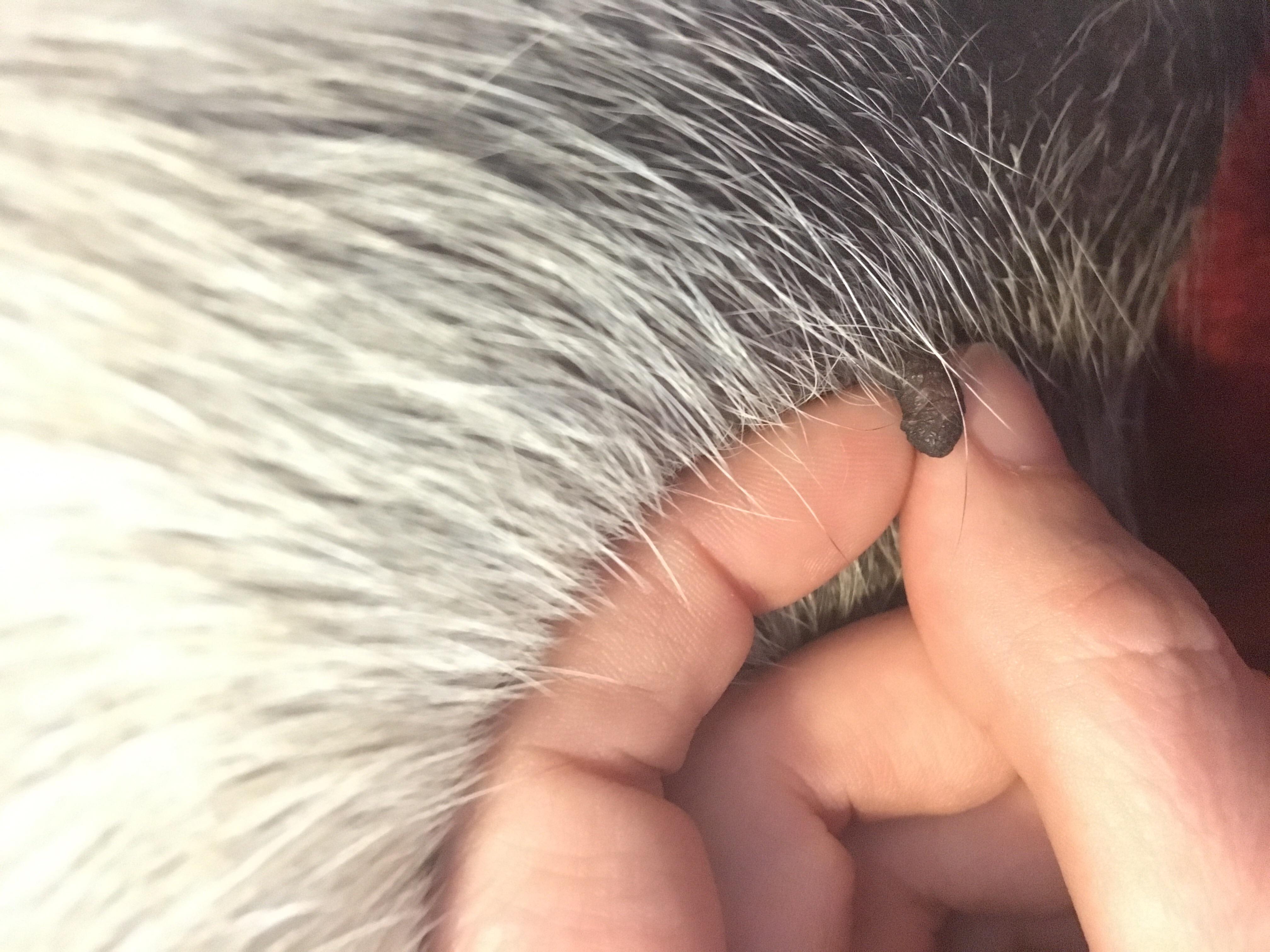 Question details sensitive content