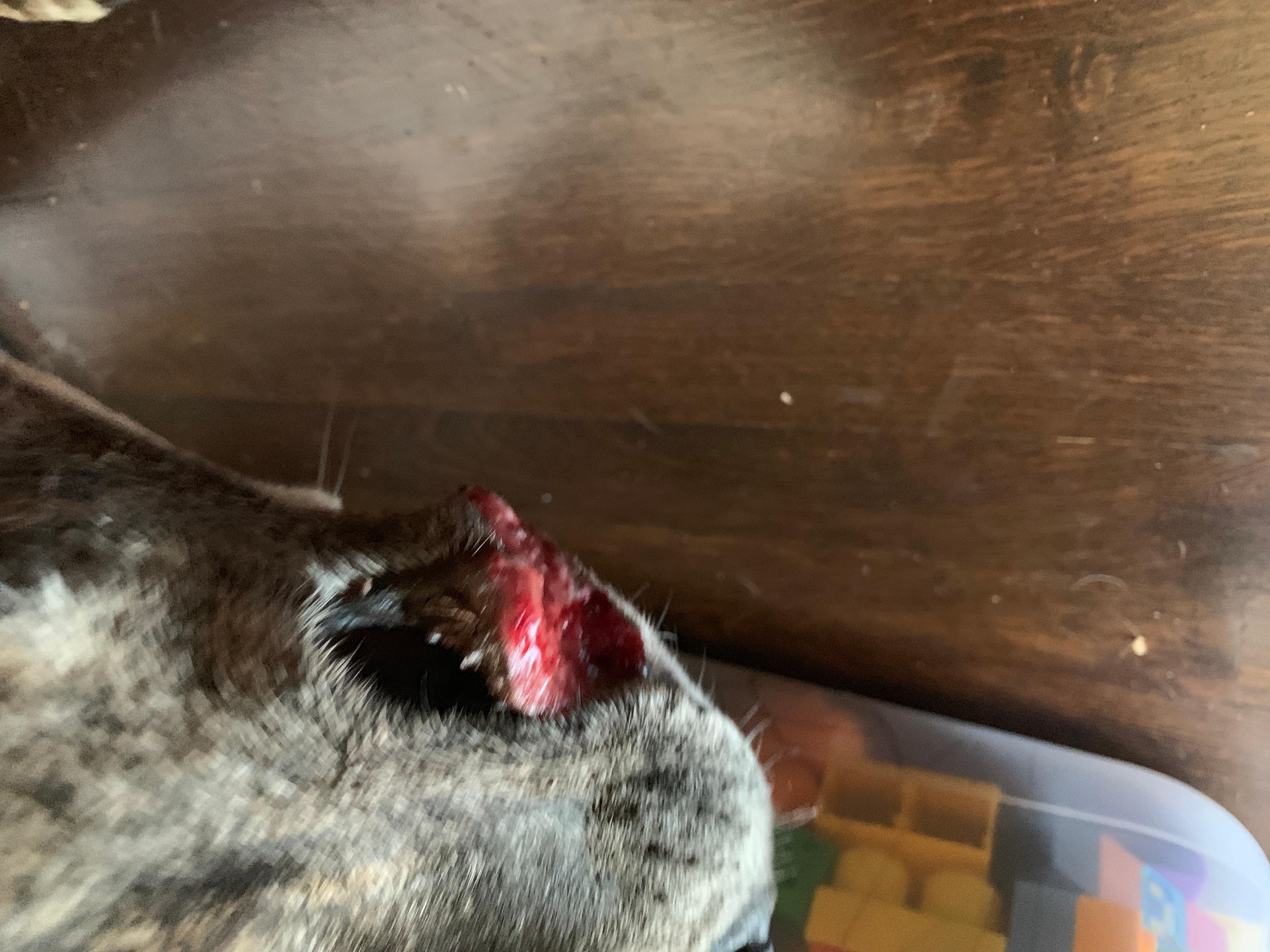 Question details sensitive content