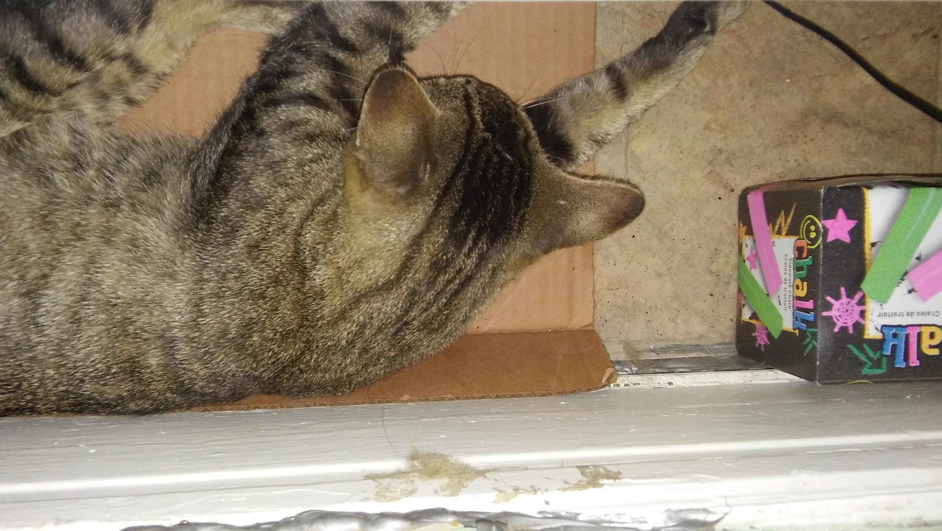 Question details sensitive content