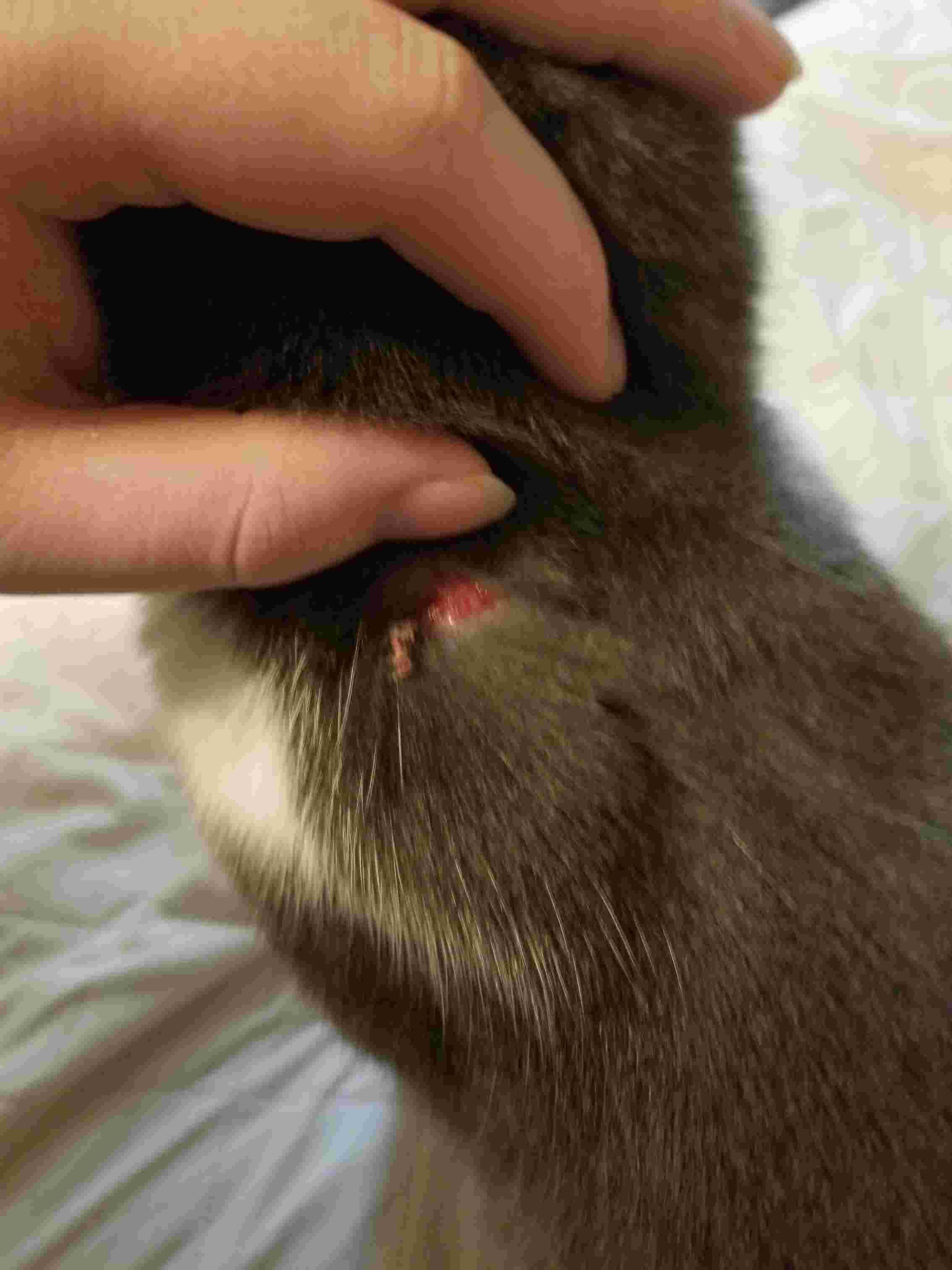 Question details sensitive content