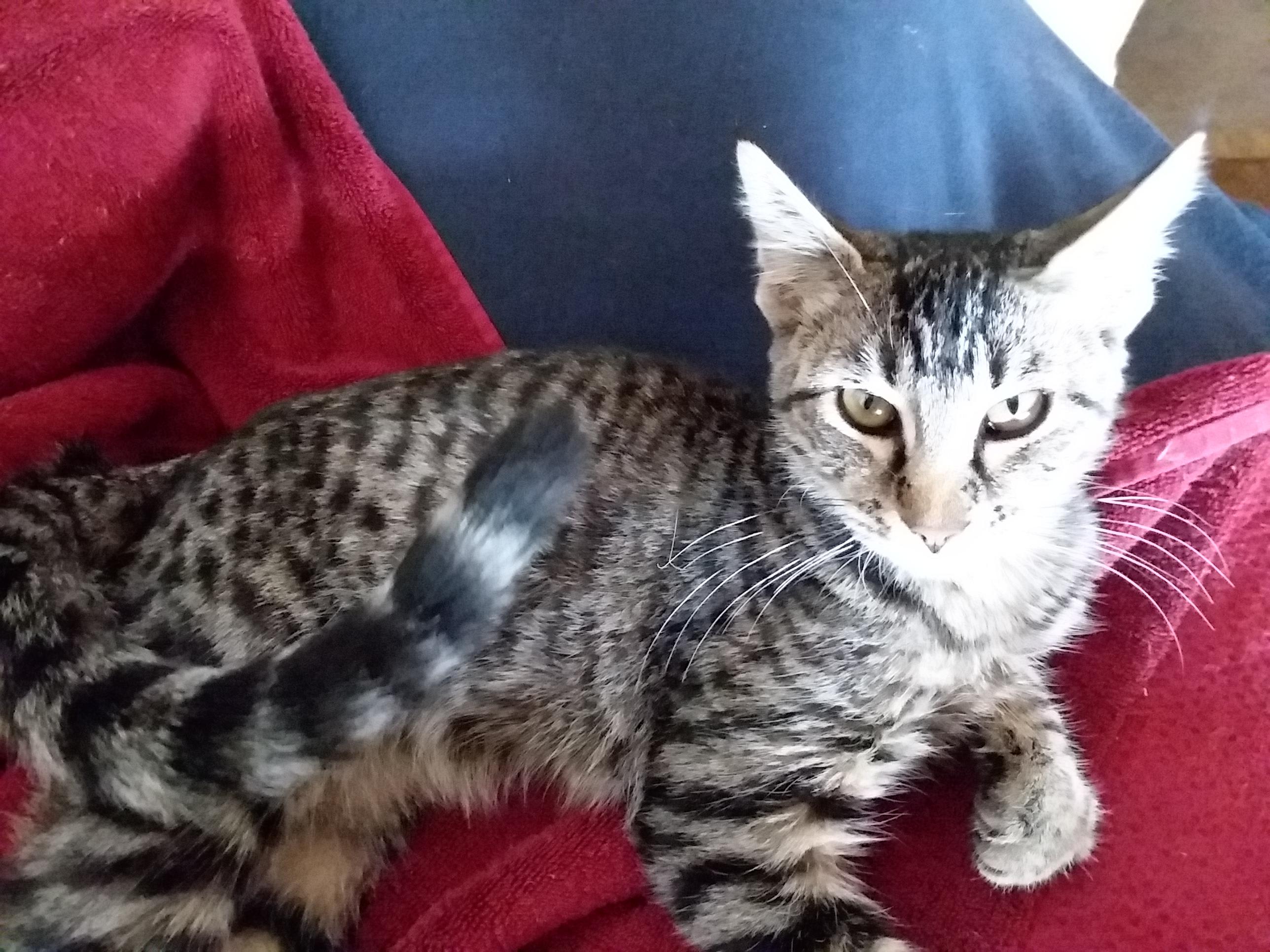 Question details sensitive content