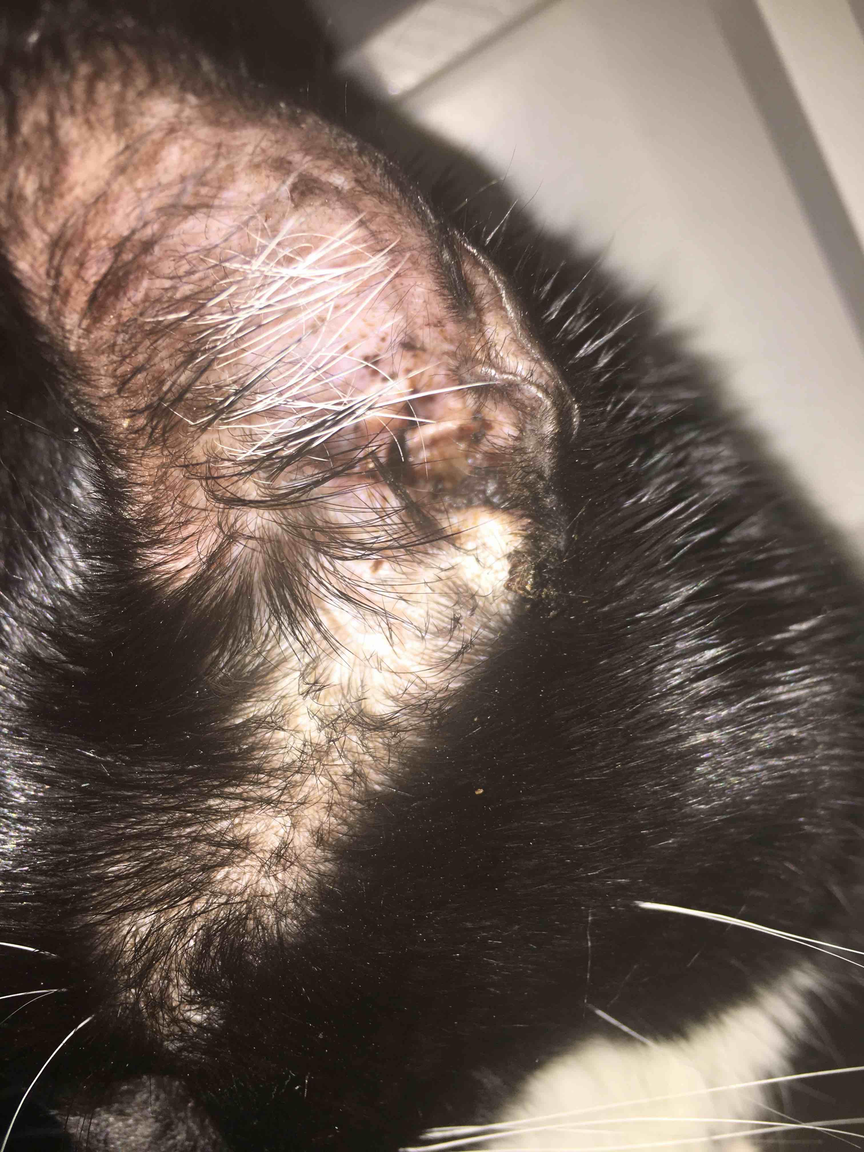 Question details sensitive content