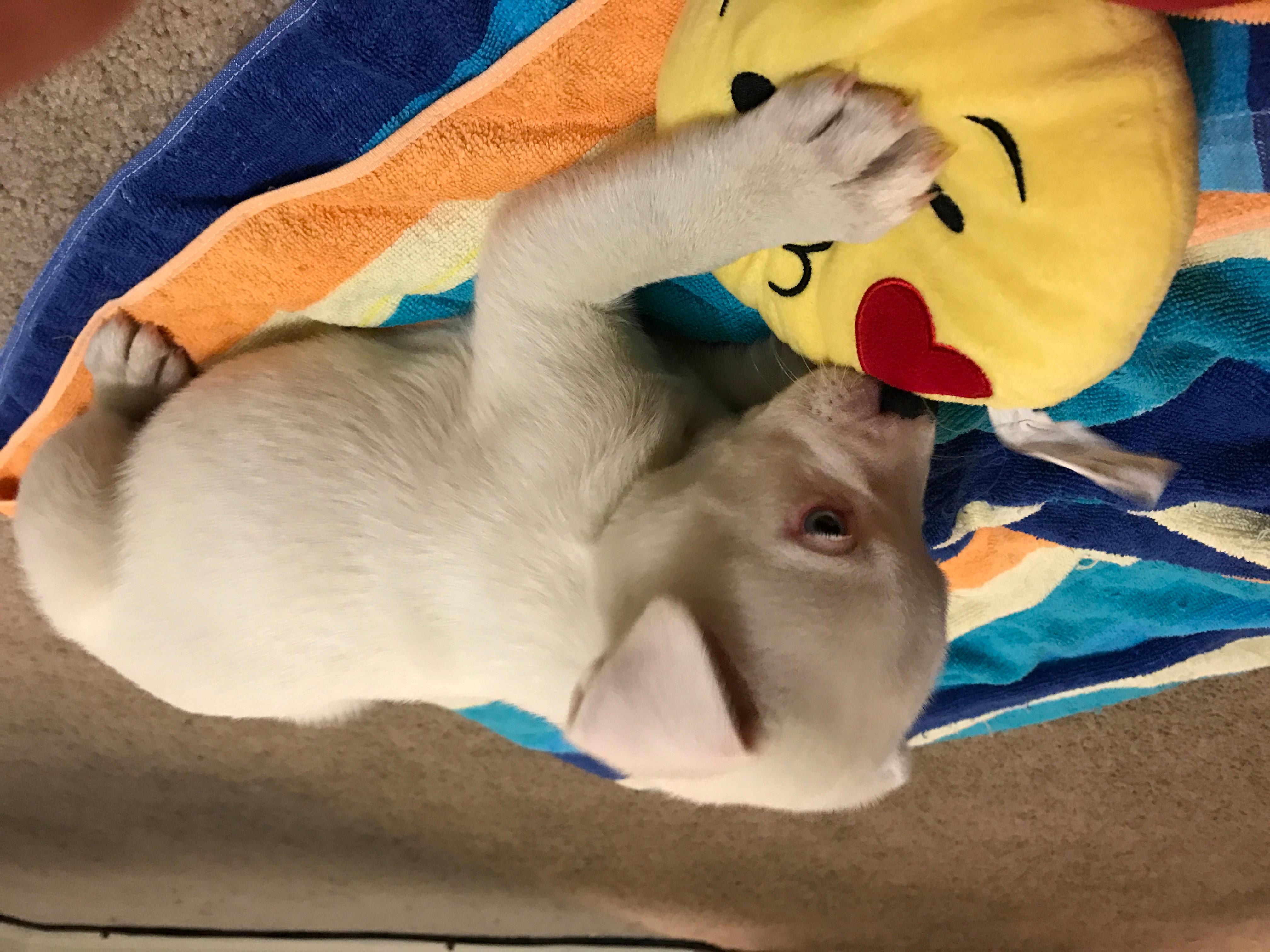 Question details sensitive content