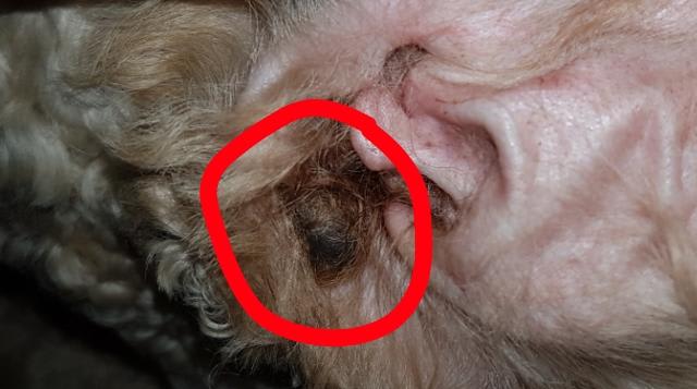 Question details sensitive content