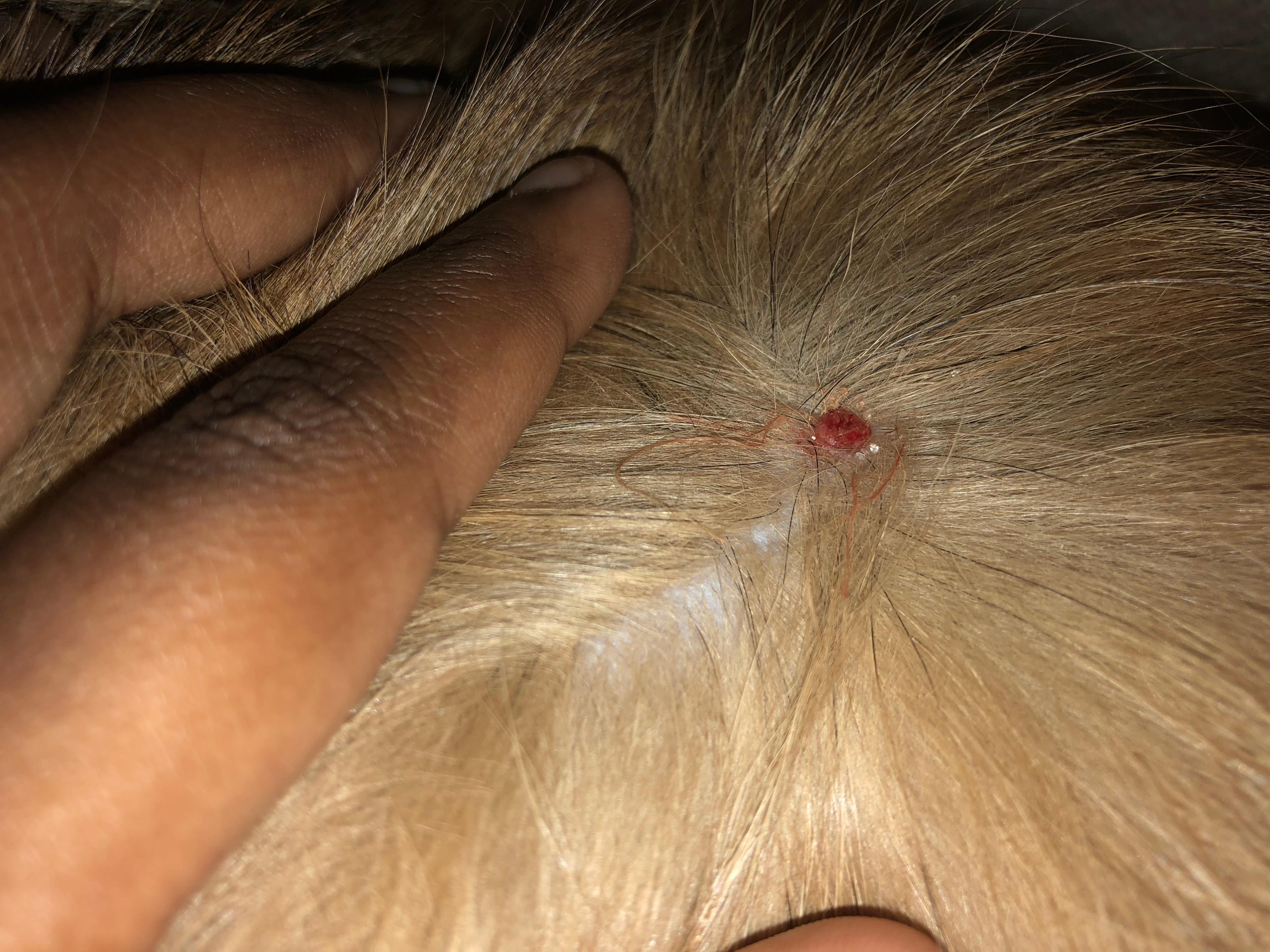 Question details sensitive content