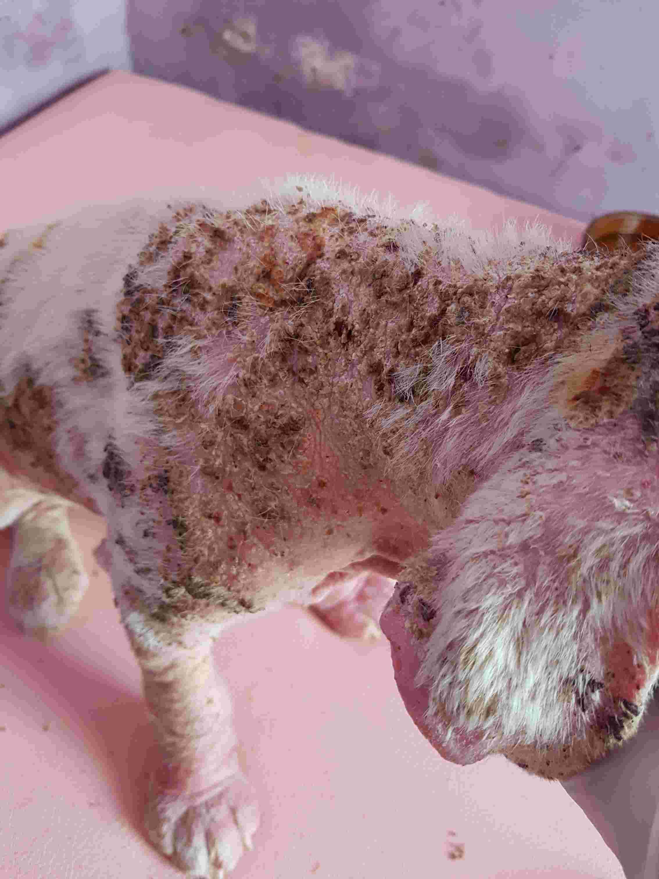 Question details sensitive content