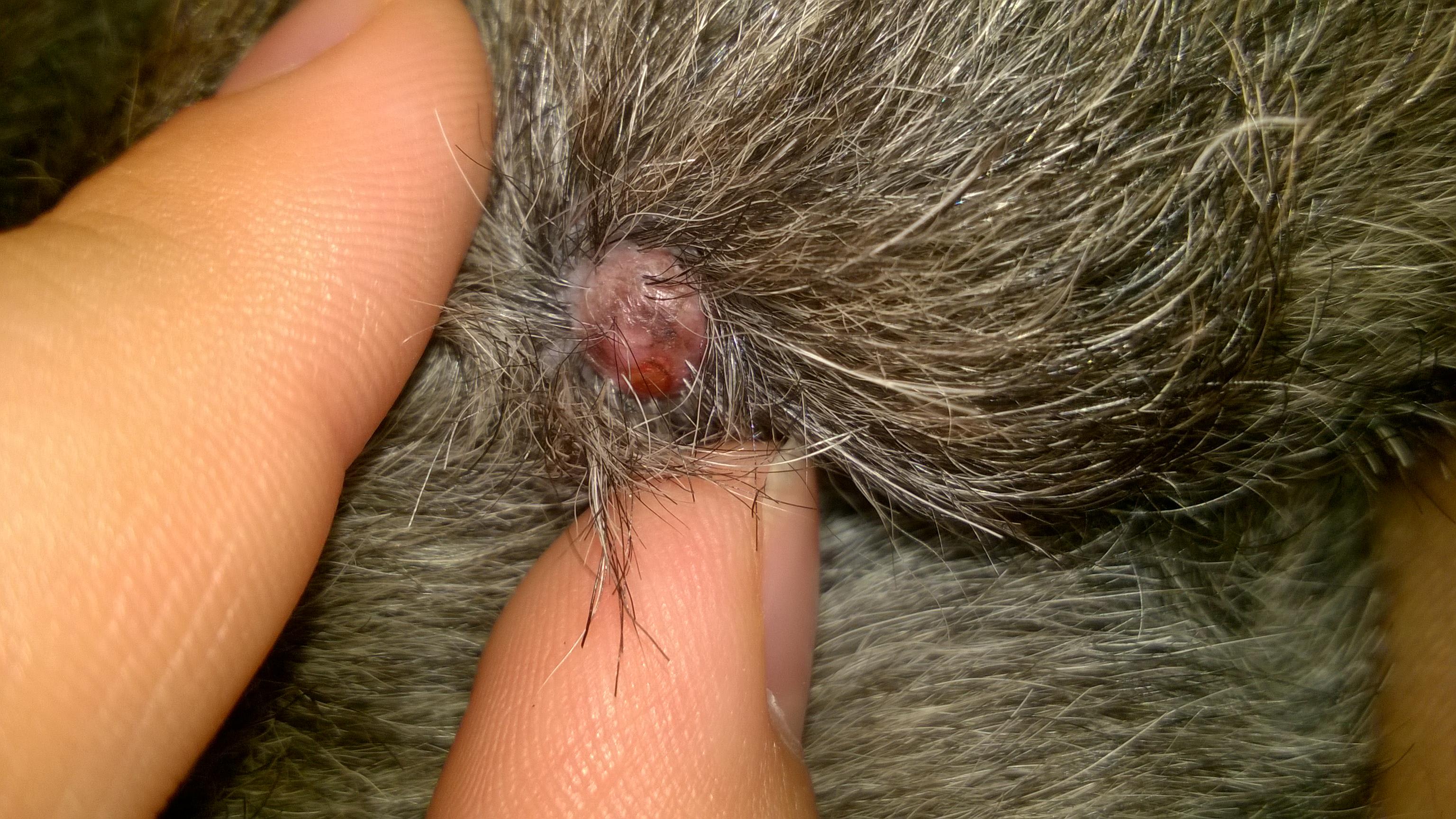 Question details sensitive content