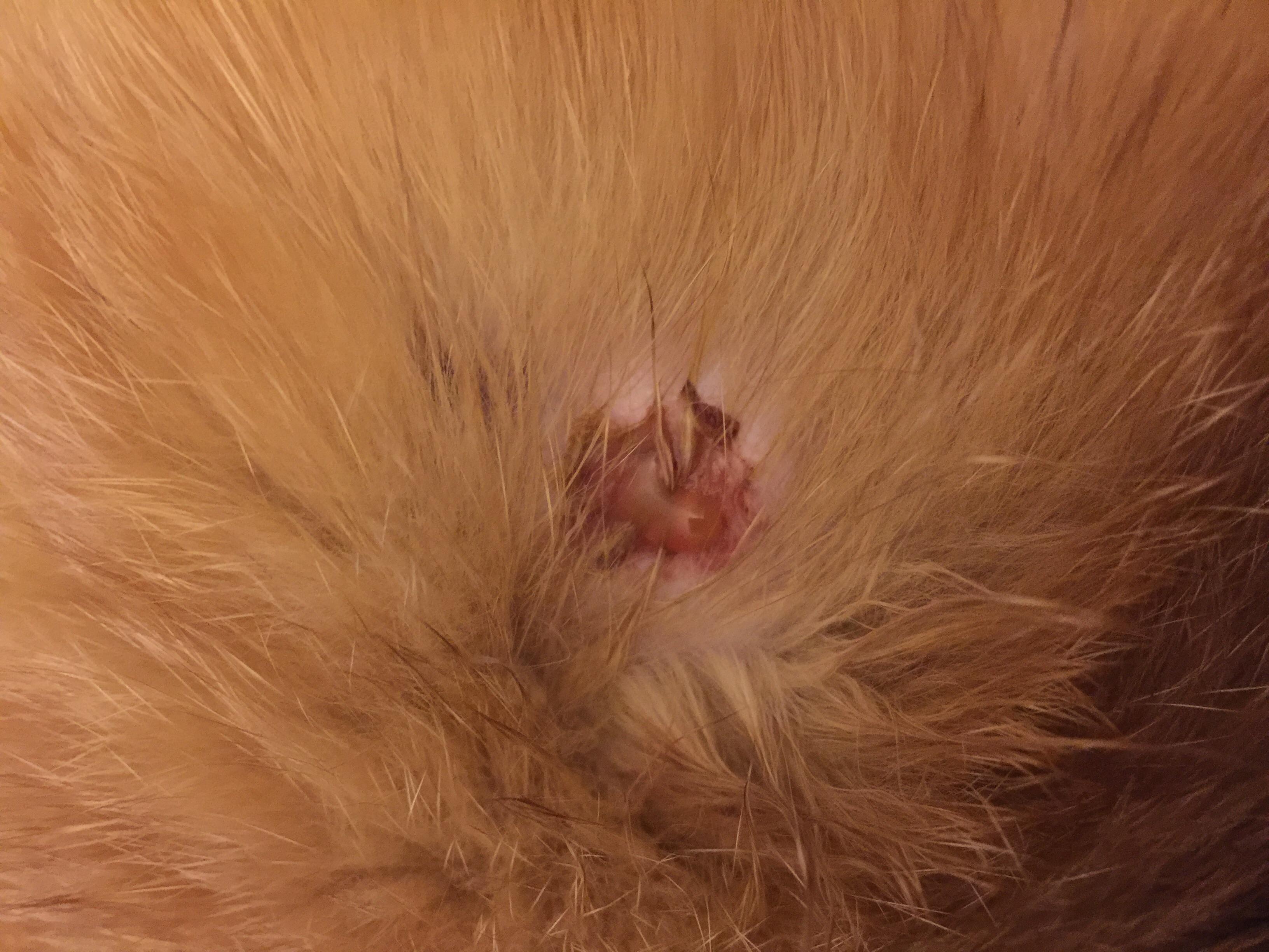 Question details sensitive content