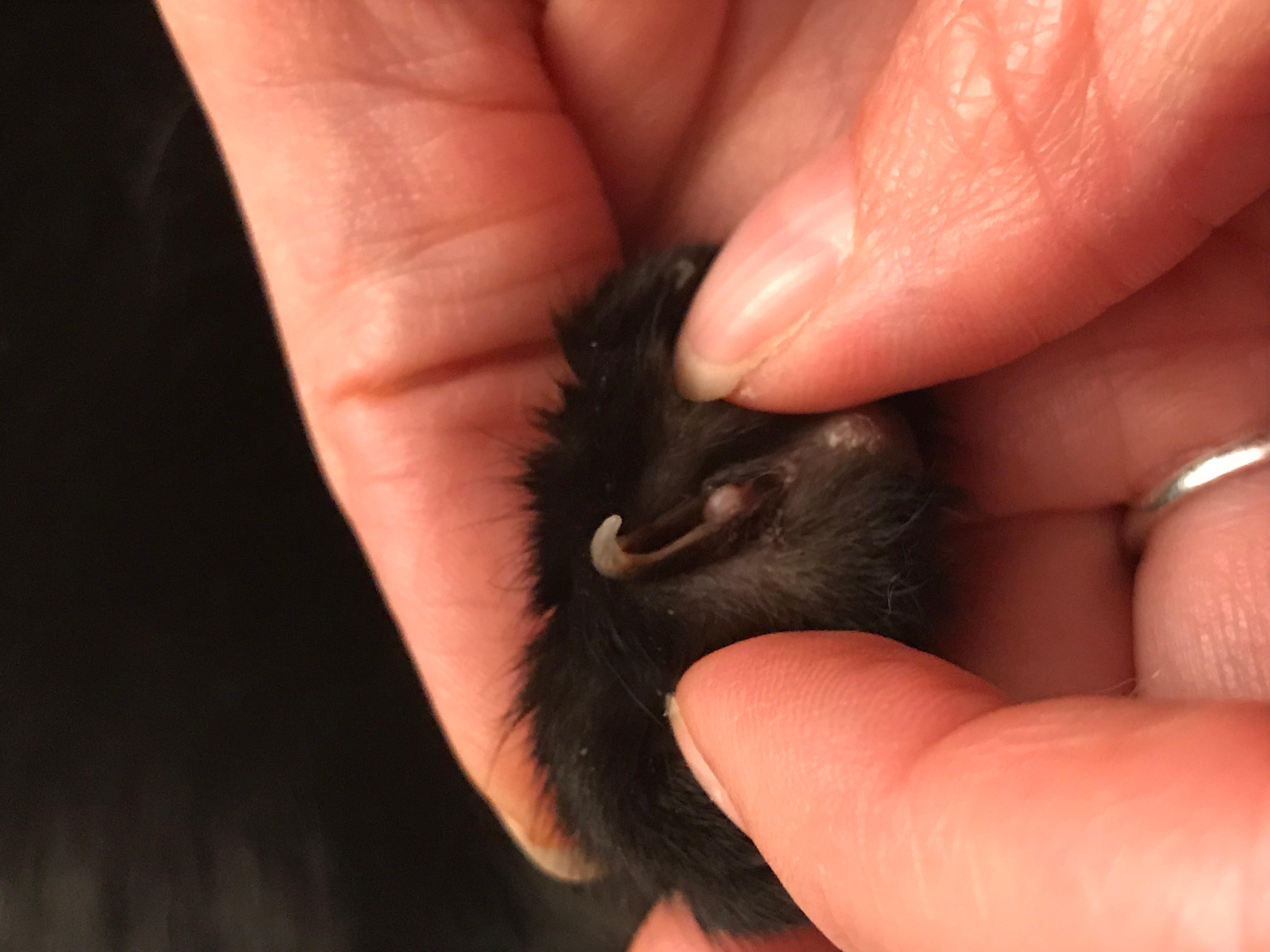 Question details sensitive content