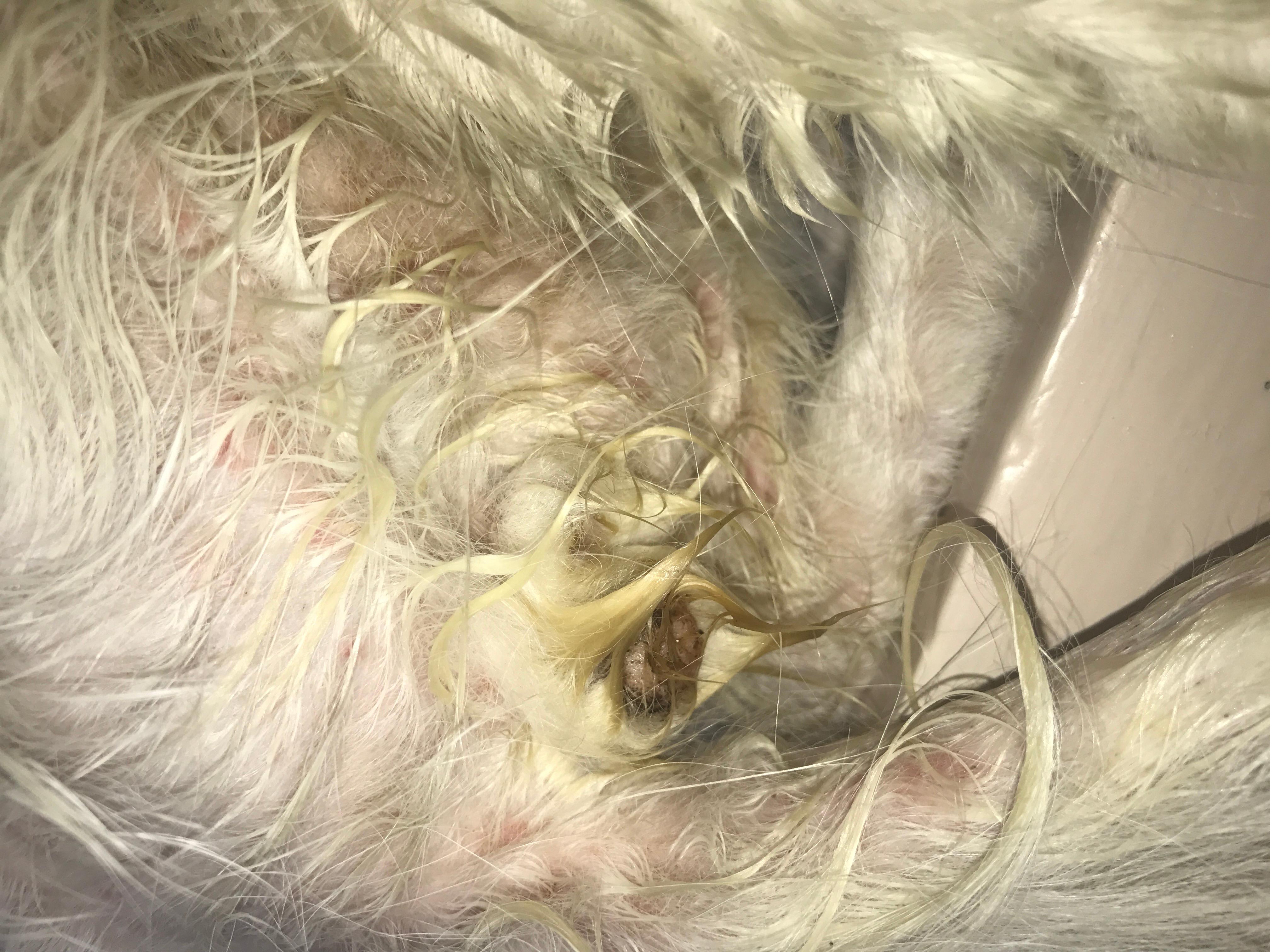 Question details sensitive content