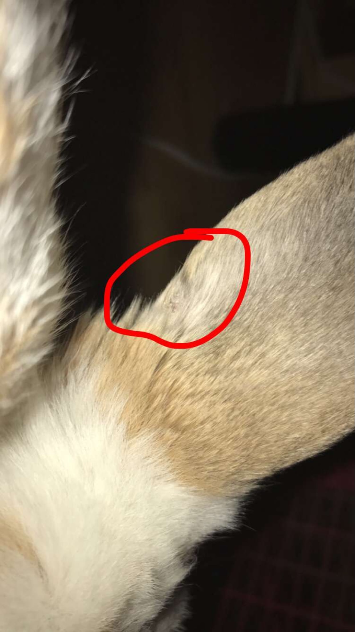 Question details sensitive content