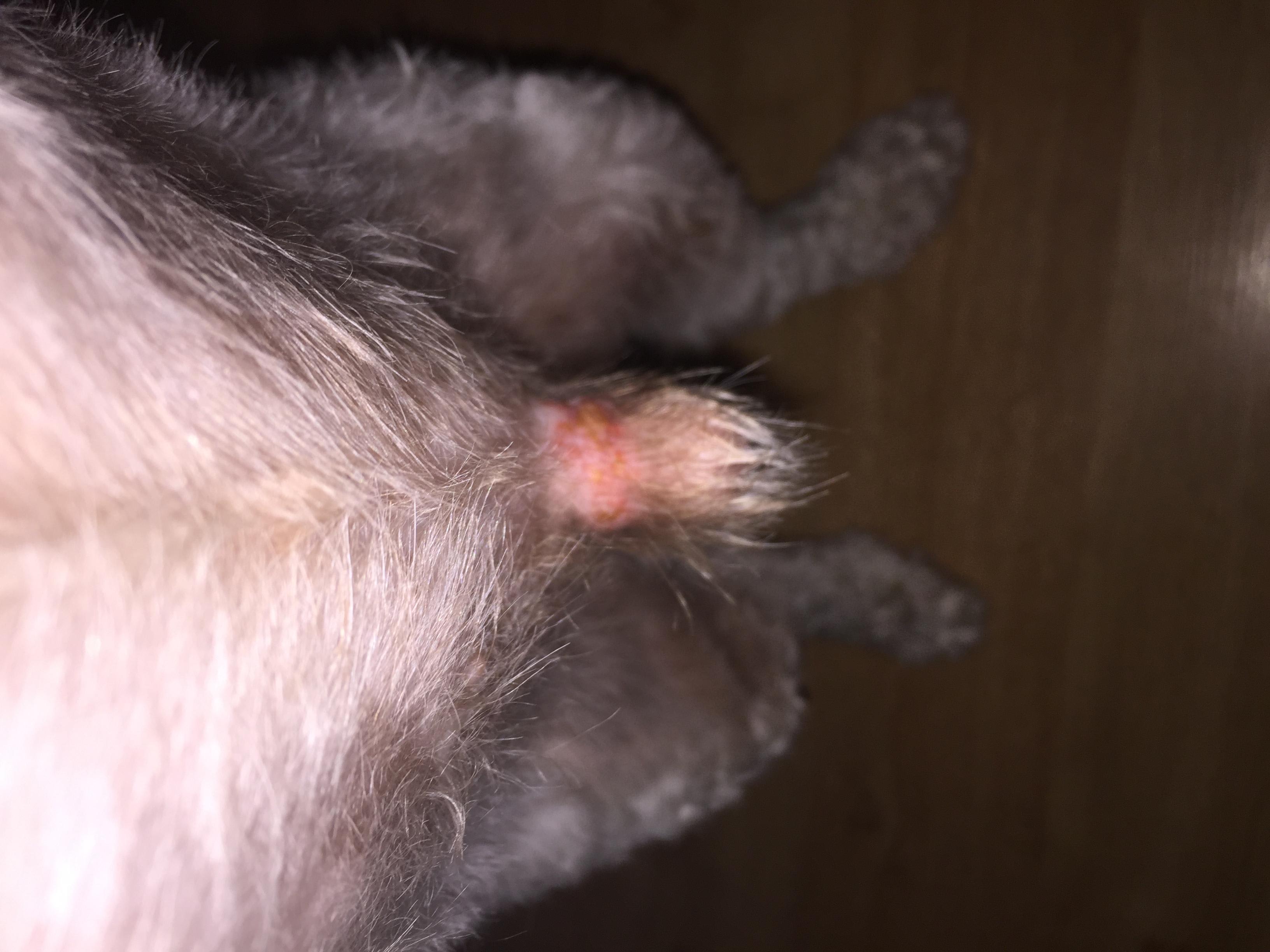 Question details sensitive content