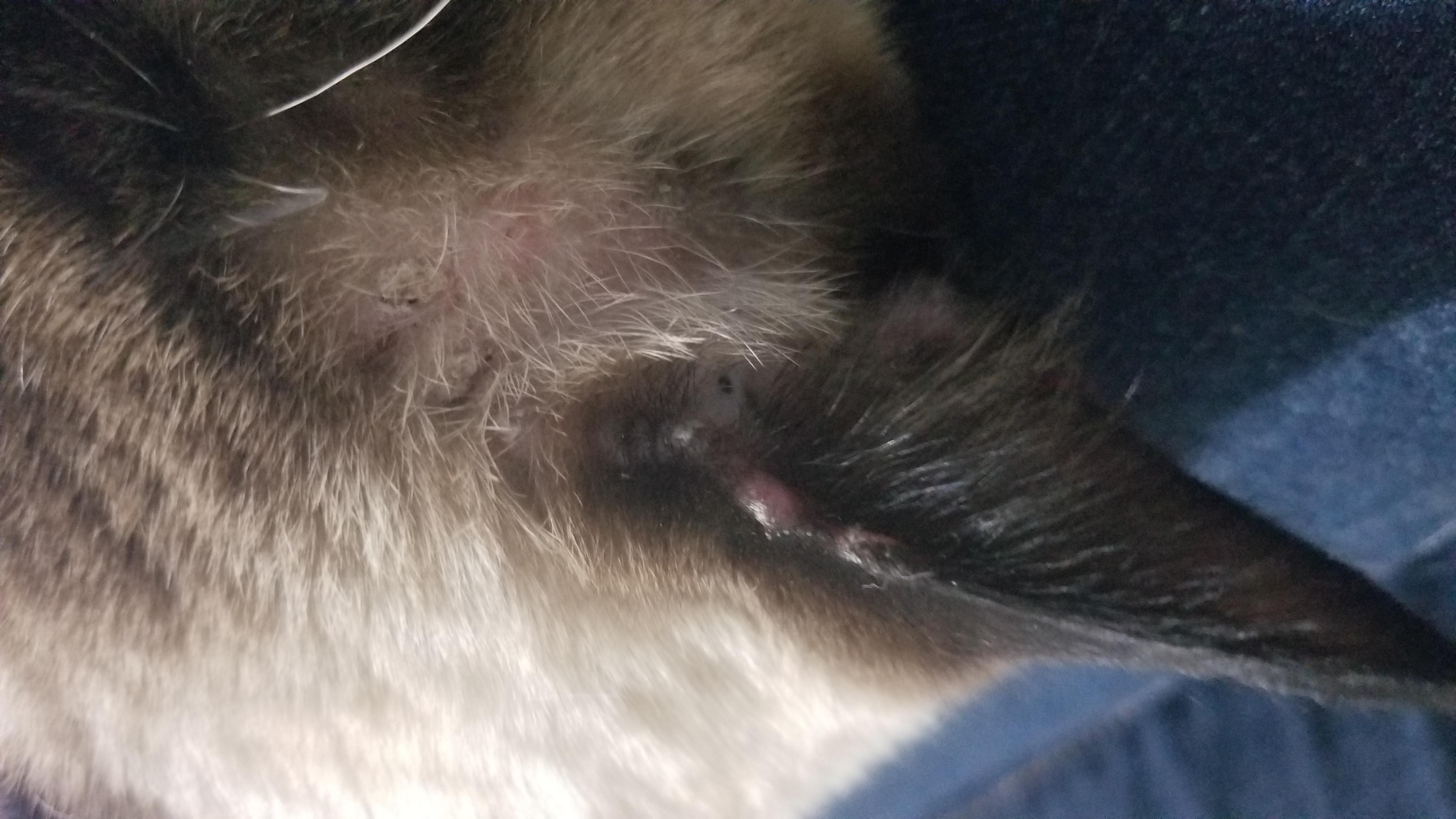 Question details sensitive content