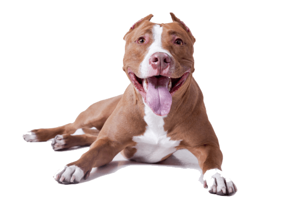 Petco Pet Education Center