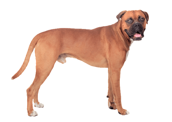 Petco Pet Education Center