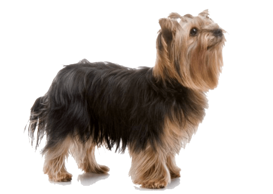 Petco Pet Education Center